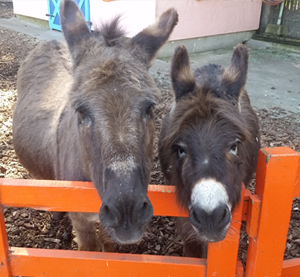 Gideon Chiquita Donkeys